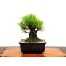 Photo8: Pinus thunbergii "Nisikimatsu" (Japanese Black Pine) / Nishikimatsu (Kuromatsu) / Small size Bonsai 