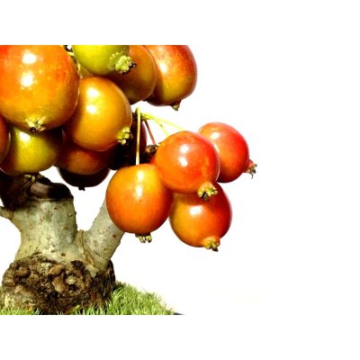 Photo3: Malus cerasifera / Hime Ringo / Ornamental Apple / Small size Bonsai 