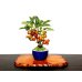 Photo2: Malus cerasifera / Hime Ringo / Ornamental Apple / Small size Bonsai  (2)