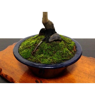 Photo5: Diospyros rhombifolia "Benihikari" (Ornamental Persimmons) / Middle size Bonsai