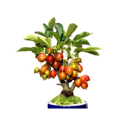 Photo6: Malus cerasifera / Hime Ringo / Ornamental Apple / Small size Bonsai 