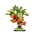 Photo6: Malus cerasifera / Hime Ringo / Ornamental Apple / Small size Bonsai 