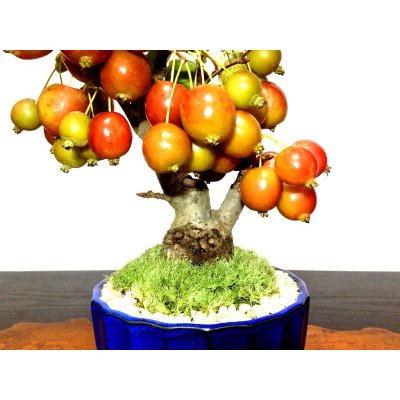 Photo5: Malus cerasifera / Hime Ringo / Ornamental Apple / Small size Bonsai 