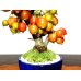Photo5: Malus cerasifera / Hime Ringo / Ornamental Apple / Small size Bonsai 