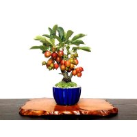 Malus cerasifera / Hime Ringo / Ornamental Apple / Small size Bonsai 