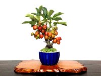 Malus cerasifera / Hime Ringo / Ornamental Apple / Small size Bonsai 