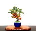 Photo1: Malus cerasifera / Hime Ringo / Ornamental Apple / Small size Bonsai  (1)