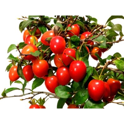 Photo9: Diospyros rhombifolia "Benihikari" (Ornamental Persimmons) / Middle size Bonsai