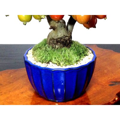 Photo9: Malus cerasifera / Hime Ringo / Ornamental Apple / Small size Bonsai 