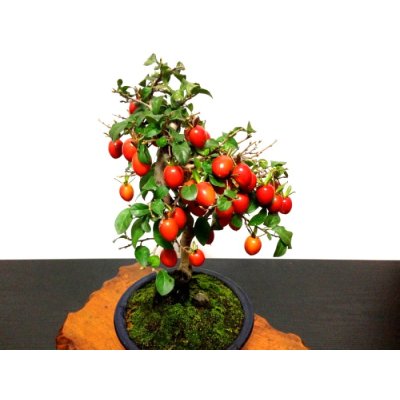 Photo6: Diospyros rhombifolia "Benihikari" (Ornamental Persimmons) / Middle size Bonsai