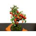 Photo6: Diospyros rhombifolia "Benihikari" (Ornamental Persimmons) / Middle size Bonsai