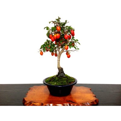 Photo3: Diospyros rhombifolia "Benihikari" (Ornamental Persimmons) / Middle size Bonsai
