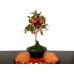 Photo3: Diospyros rhombifolia "Benihikari" (Ornamental Persimmons) / Middle size Bonsai