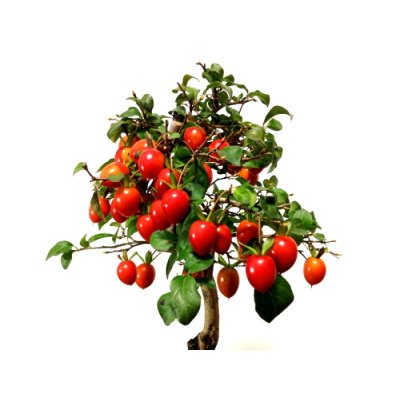 Photo4: Diospyros rhombifolia "Benihikari" (Ornamental Persimmons) / Middle size Bonsai