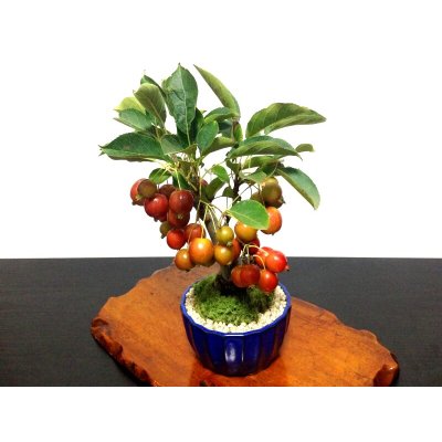 Photo8: Malus cerasifera / Hime Ringo / Ornamental Apple / Small size Bonsai 