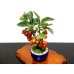 Photo8: Malus cerasifera / Hime Ringo / Ornamental Apple / Small size Bonsai 