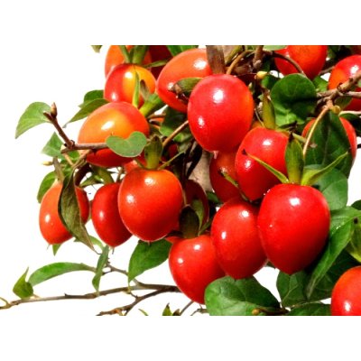 Photo8: Diospyros rhombifolia "Benihikari" (Ornamental Persimmons) / Middle size Bonsai