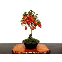 Diospyros rhombifolia "Benihikari" (Ornamental Persimmons) / Middle size Bonsai