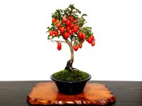Diospyros rhombifolia "Benihikari" (Ornamental Persimmons) / Middle size Bonsai