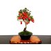 Photo1: Diospyros rhombifolia "Benihikari" (Ornamental Persimmons) / Middle size Bonsai (1)