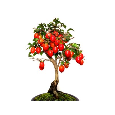 Photo7: Diospyros rhombifolia "Benihikari" (Ornamental Persimmons) / Middle size Bonsai