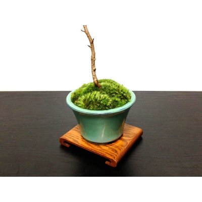 Photo7: Prunus kanzakura "Shinano Kanzakura" (Cherry Tree) / Sakura / Middle size Bonsai