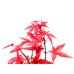 Photo7: Acer palmatum (Japanese Maple) / Deshojo Momiji / Small size Bonsai 