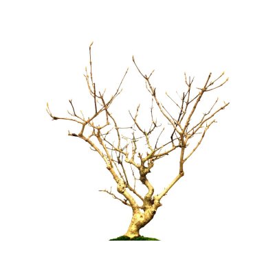 Photo5: Callicarpa japonica (Japanese Beautyberry) / Murasaki Shikibu / Middle size Bonsai