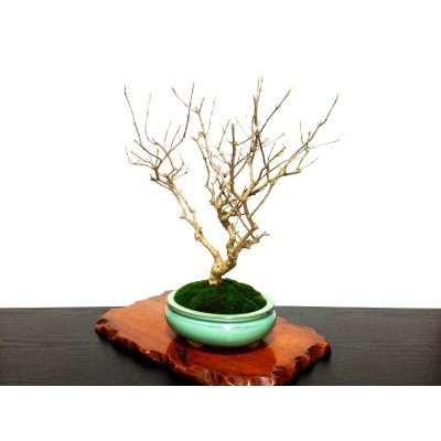 Photo8: Callicarpa japonica (Japanese Beautyberry) / Murasaki Shikibu / Middle size Bonsai