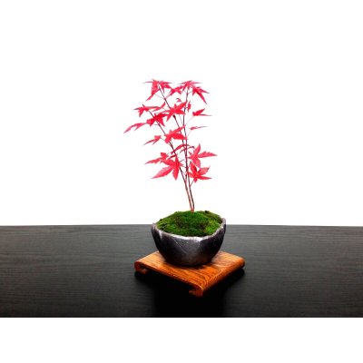 Photo5: Acer palmatum (Japanese Maple) / Deshojo Momiji / Small size Bonsai 