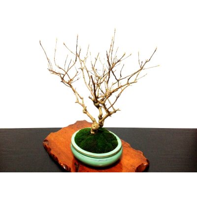 Photo9: Callicarpa japonica (Japanese Beautyberry) / Murasaki Shikibu / Middle size Bonsai