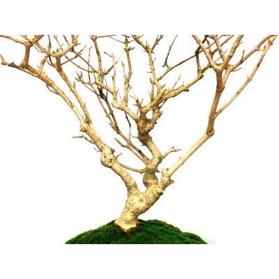 Photo6: Callicarpa japonica (Japanese Beautyberry) / Murasaki Shikibu / Middle size Bonsai