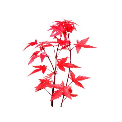 Photo6: Acer palmatum (Japanese Maple) / Deshojo Momiji / Small size Bonsai 