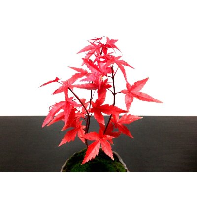 Photo2: Acer palmatum (Japanese Maple) / Deshojo Momiji / Small size Bonsai 