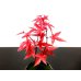 Photo2: Acer palmatum (Japanese Maple) / Deshojo Momiji / Small size Bonsai  (2)