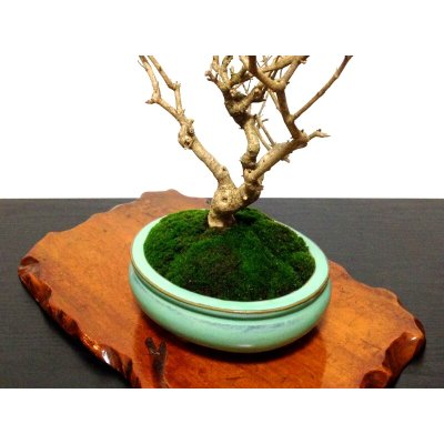 Photo4: Callicarpa japonica (Japanese Beautyberry) / Murasaki Shikibu / Middle size Bonsai