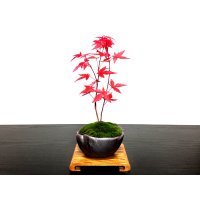 Acer palmatum (Japanese Maple) / Deshojo Momiji / Small size Bonsai 