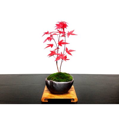 Photo1: Acer palmatum (Japanese Maple) / Deshojo Momiji / Small size Bonsai 