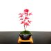 Photo1: Acer palmatum (Japanese Maple) / Deshojo Momiji / Small size Bonsai  (1)