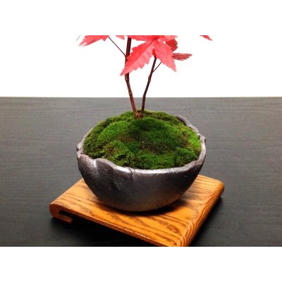 Photo4: Acer palmatum (Japanese Maple) / Deshojo Momiji / Small size Bonsai 