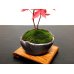 Photo4: Acer palmatum (Japanese Maple) / Deshojo Momiji / Small size Bonsai 
