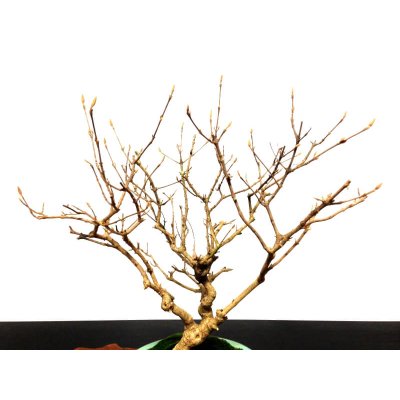 Photo3: Callicarpa japonica (Japanese Beautyberry) / Murasaki Shikibu / Middle size Bonsai