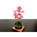 Photo3: Acer palmatum (Japanese Maple) / Deshojo Momiji / Small size Bonsai 