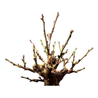 Photo8: Prunus mume (Japanese Flowering Apricot) / Ume "Kagoshima Kobai" / Middle size Bonsai 
