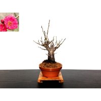 Prunus mume (Japanese Flowering Apricot) / Ume "Kagoshima Kobai" / Middle size Bonsai 