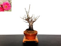 Prunus mume (Japanese Flowering Apricot) / Ume "Kagoshima Kobai" / Middle size Bonsai 