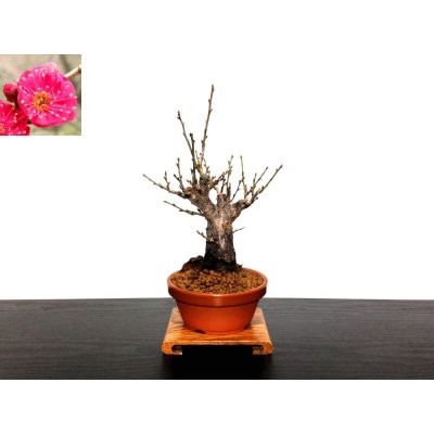 Photo1: Prunus mume (Japanese Flowering Apricot) / Ume "Kagoshima Kobai" / Middle size Bonsai 