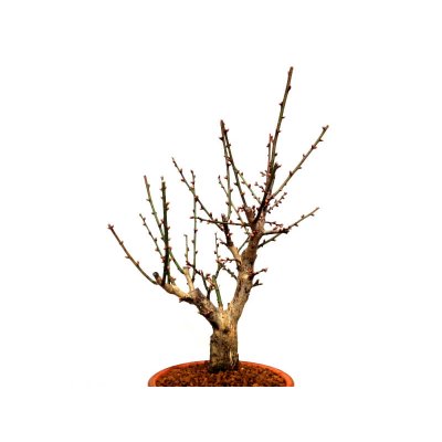 Photo3: Prunus mume (Japanese Flowering Apricot) / Ume "Osakazuki" / Middle size Bonsai