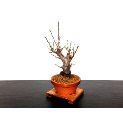 Photo4: Prunus mume (Japanese Flowering Apricot) / Ume "Kagoshima Kobai" / Middle size Bonsai 