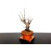 Photo4: Prunus mume (Japanese Flowering Apricot) / Ume "Kagoshima Kobai" / Middle size Bonsai 